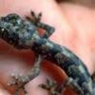 Surreal Reptiles