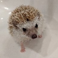 MerakiMisfits