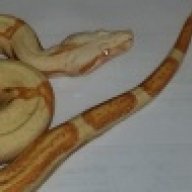 Kraavagh
