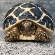 xXTortoiseLoverXx
