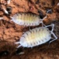 geckoenthusiast