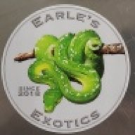 Carpet Python73