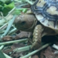 Netorts