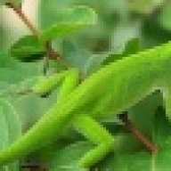 gartersnakes