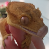 gatorbite
