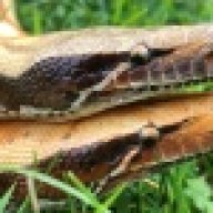 Mother_of_Serpents