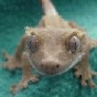 rhacodactylus
