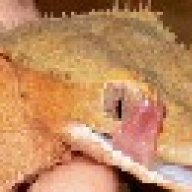 geckoguy79