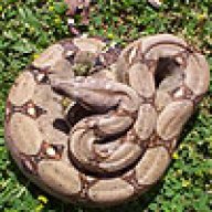 xtremeboas