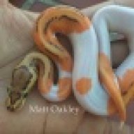 EastCoastReptiles171