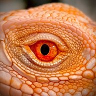VP Exotics