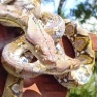 KP_Exotics