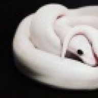 MuseReptiles
