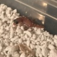 The Gecko Fein