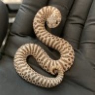 SuckerPunchSerpents
