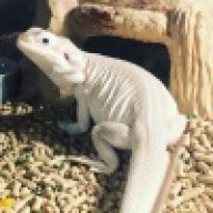 Bluestarbeardies