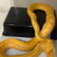 Snakeinc