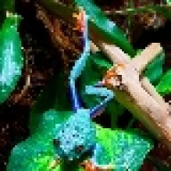 FrogsAndThings
