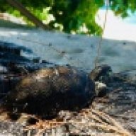 SEYCHELONIA
