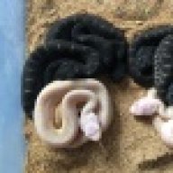 Venomous_Constrictors