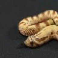 danielrinckeyreptiles