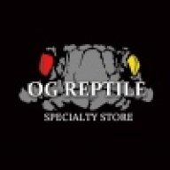 OG reptile