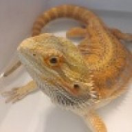 Lorek
