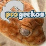 progeckos