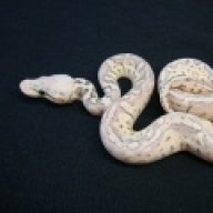Power House Reptiles
