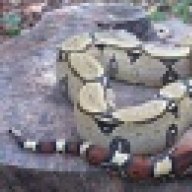 Reptimusa