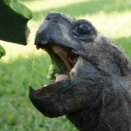 BambooTortoise