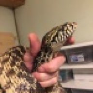 jkmreptiles