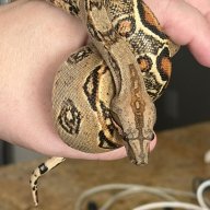 Reptile88