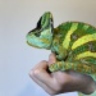 Marks_Chameleons