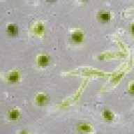 mdsch13