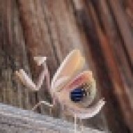 Bug Brood