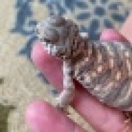 CarolinaUromastyx
