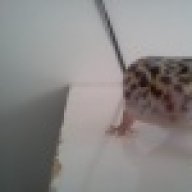 pictusgecko