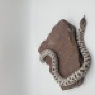 Cavemans Snakes