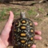 Sams_turtles_and_tortoise