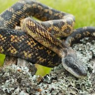 Snakewest151