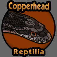 Copperhead.reptilia