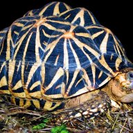 turtlelover8866
