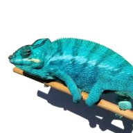 PantherCompanyChameleons
