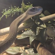 Reptileyoho