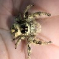Habanera