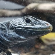 Lucky Lizard