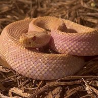 CobaltCobra