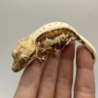 CuriocityReptiles