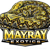 MayRay Exotics